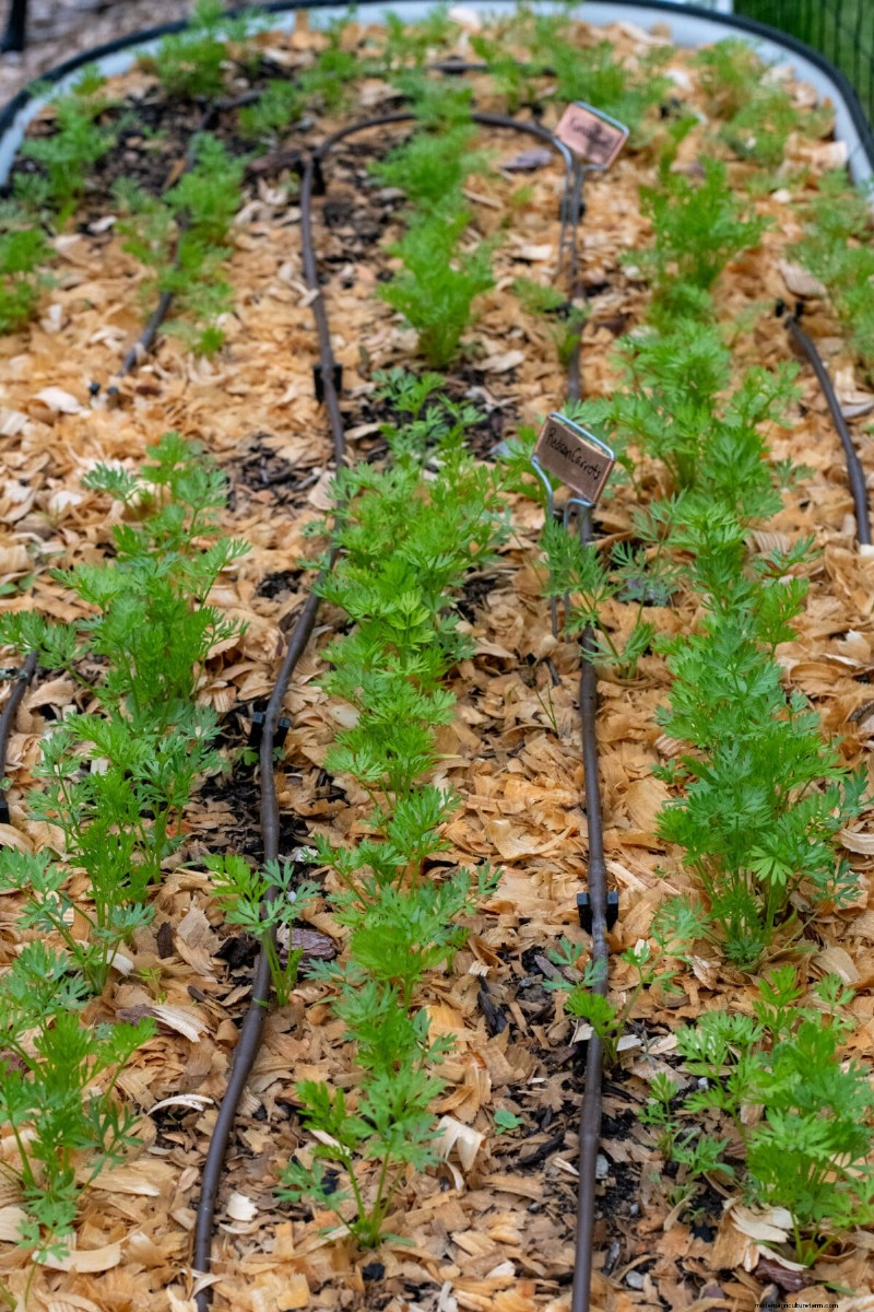 7 Late‑Spring Tasks to Simplify Your Summer Garden