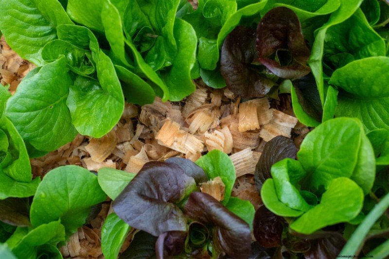 7 Late‑Spring Tasks to Simplify Your Summer Garden