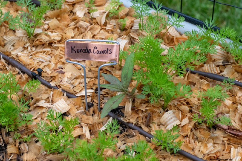 7 Late‑Spring Tasks to Simplify Your Summer Garden