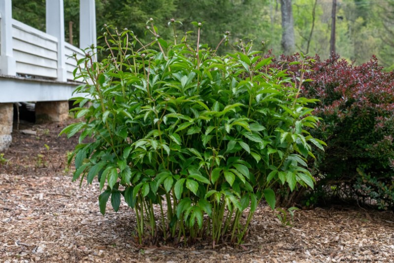 7 Late‑Spring Tasks to Simplify Your Summer Garden