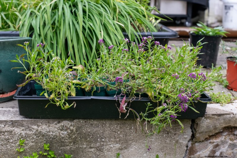 7 Late‑Spring Tasks to Simplify Your Summer Garden