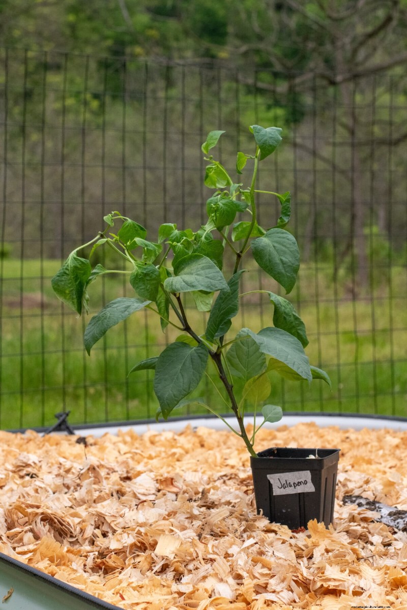 Master Three Proven Rules to Grow Flawless, Flavorful Peppers Every Time