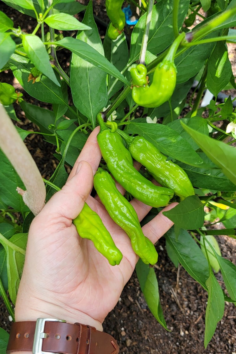 Master Three Proven Rules to Grow Flawless, Flavorful Peppers Every Time