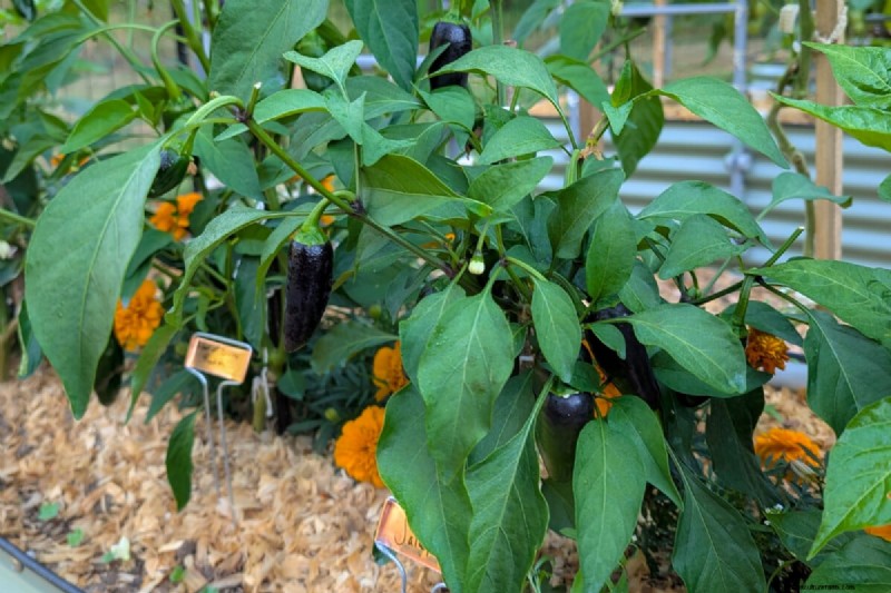 Master Three Proven Rules to Grow Flawless, Flavorful Peppers Every Time