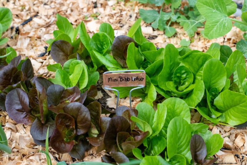 5 Common Spring Gardening Mistakes and How to Avoid Them