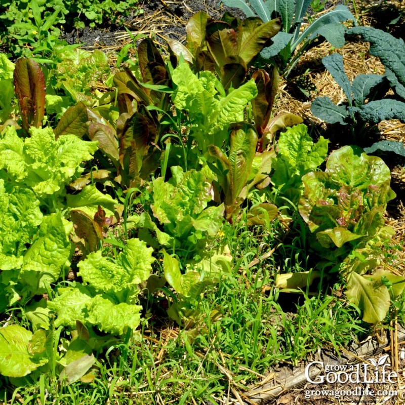 How Garden Weeds Reveal Your Soil’s Health