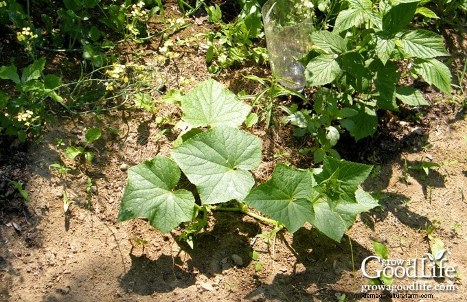 How Garden Weeds Reveal Your Soil’s Health