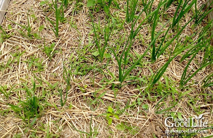 How Garden Weeds Reveal Your Soil’s Health