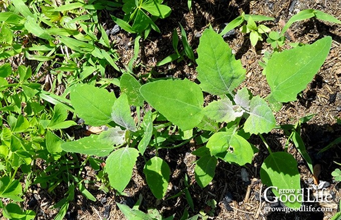 How Garden Weeds Reveal Your Soil’s Health