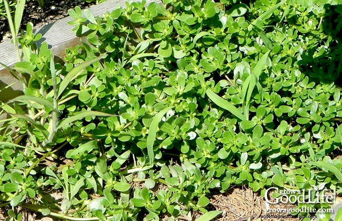 How Garden Weeds Reveal Your Soil’s Health