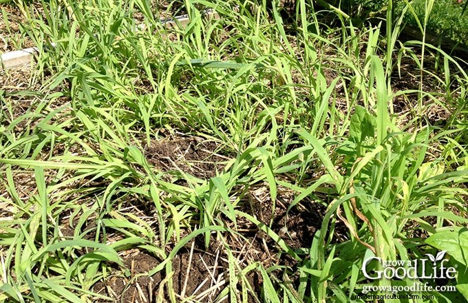 How Garden Weeds Reveal Your Soil’s Health