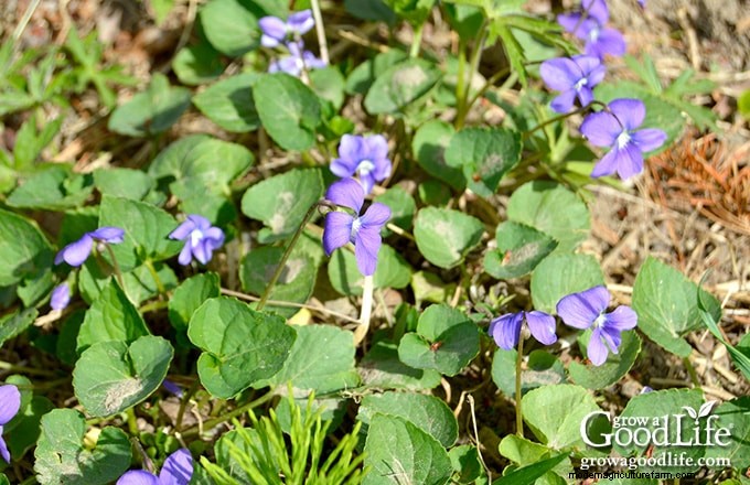 How Garden Weeds Reveal Your Soil’s Health