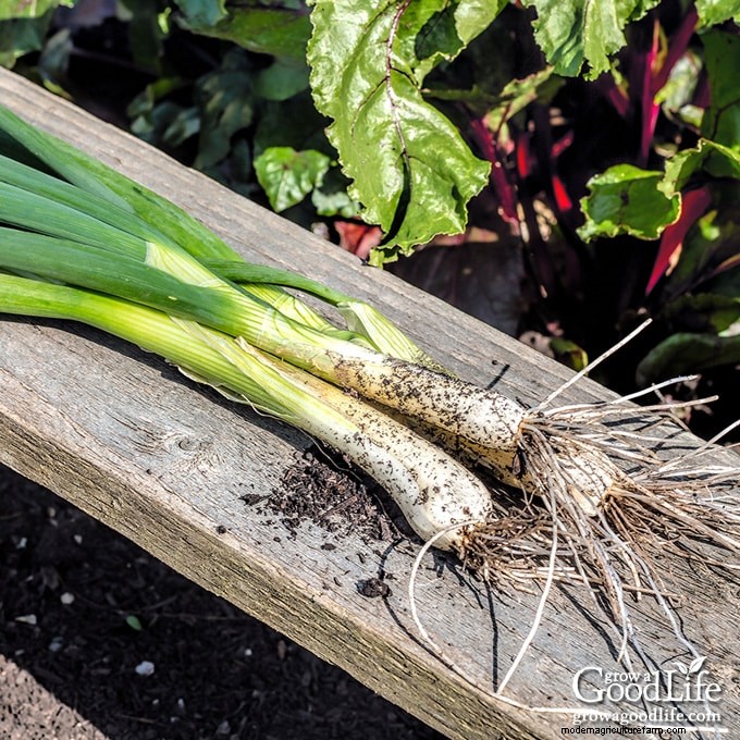 Grow Fresh Green Onions: The Expert’s Complete Guide