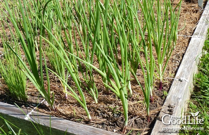 Grow Fresh Green Onions: The Expert’s Complete Guide