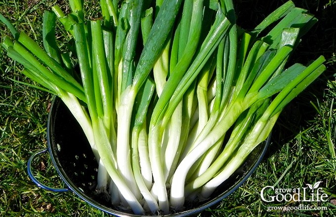 Grow Fresh Green Onions: The Expert’s Complete Guide