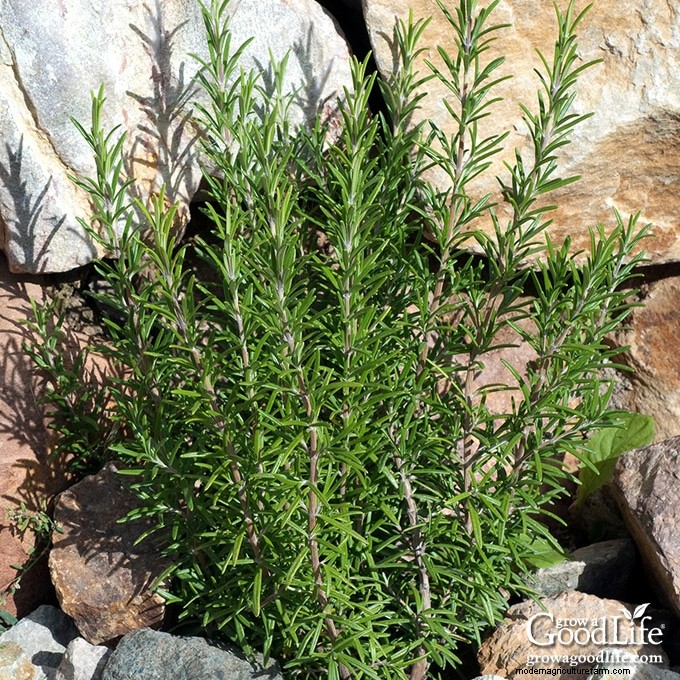 How to Grow Rosemary: Expert Guide to Planting, Care, and Harvesting