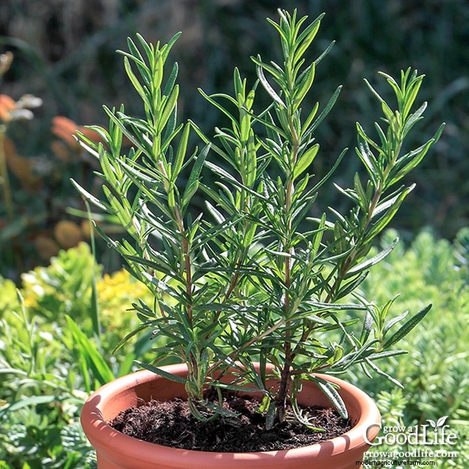 How to Grow Rosemary: Expert Guide to Planting, Care, and Harvesting