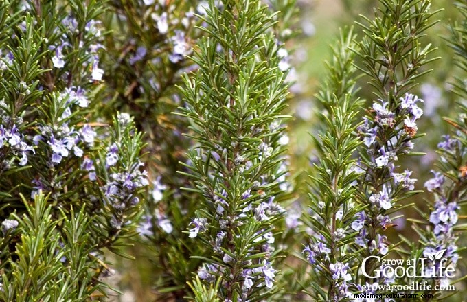 How to Grow Rosemary: Expert Guide to Planting, Care, and Harvesting