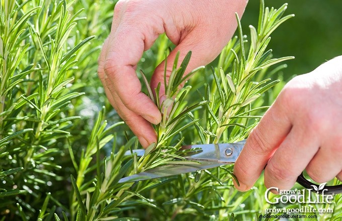 How to Grow Rosemary: Expert Guide to Planting, Care, and Harvesting