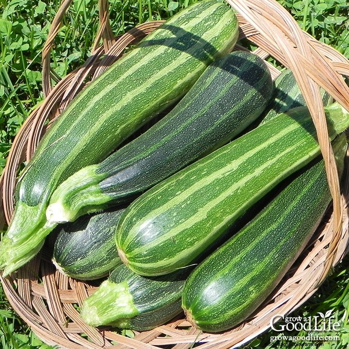 The Complete Guide to Growing Zucchini: Expert Tips for a Bountiful Summer Harvest