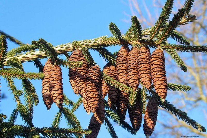 Pine Tree Seeds Co. – Premium Pine Seeds & Expert Tips for Sustainable Gardeners
