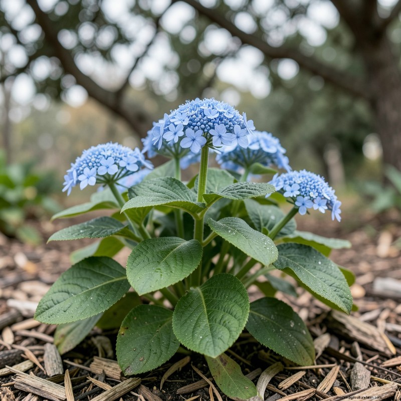 10 Resilient Plants for Dry Shade: Low‑Maintenance Garden Ideas