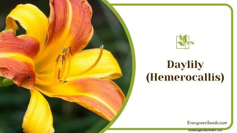 12 Sun‑Sensitive Plants That Thrive with Morning Light and Afternoon Shade