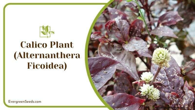 12 Sun‑Sensitive Plants That Thrive with Morning Light and Afternoon Shade