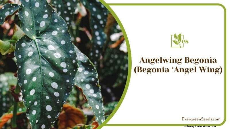 12 Sun‑Sensitive Plants That Thrive with Morning Light and Afternoon Shade