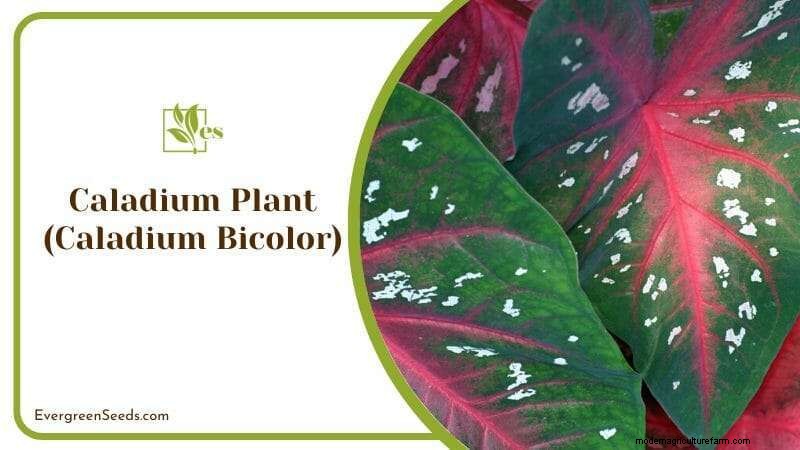 12 Sun‑Sensitive Plants That Thrive with Morning Light and Afternoon Shade