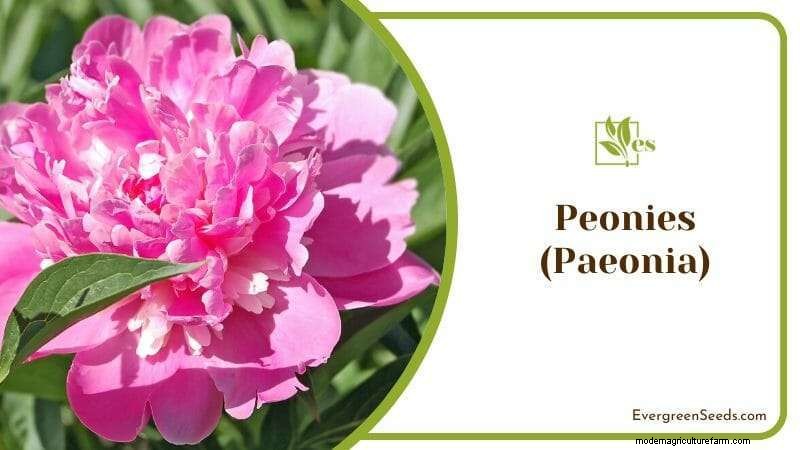 12 Sun‑Sensitive Plants That Thrive with Morning Light and Afternoon Shade
