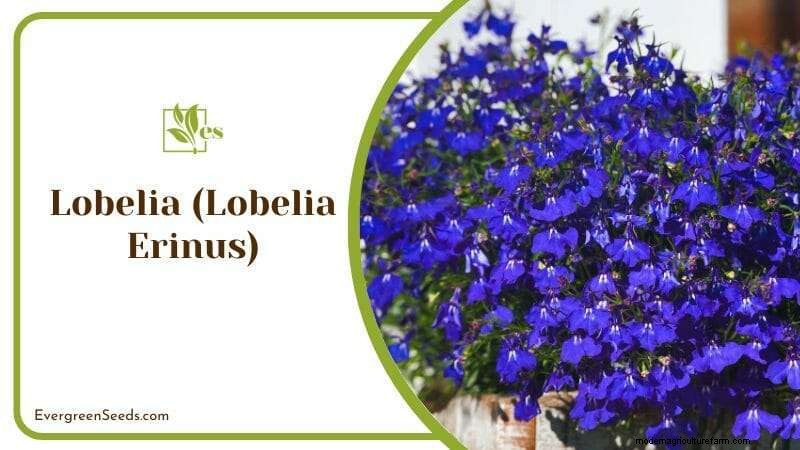 12 Sun‑Sensitive Plants That Thrive with Morning Light and Afternoon Shade