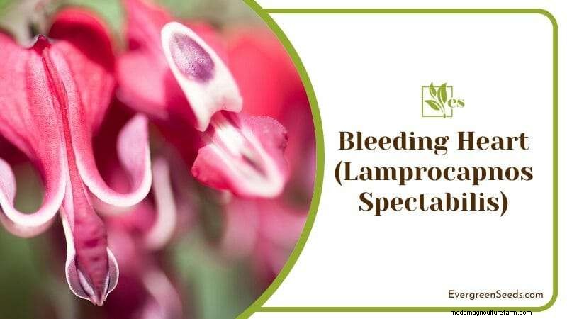 12 Sun‑Sensitive Plants That Thrive with Morning Light and Afternoon Shade