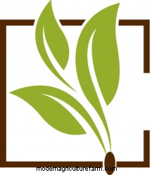 Maximum Height of a Dawn Redwood: Growth, Care, and Tips