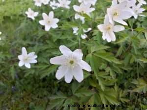 SIP Gardening: Mastering Efficient Watering for Thriving Home Gardens