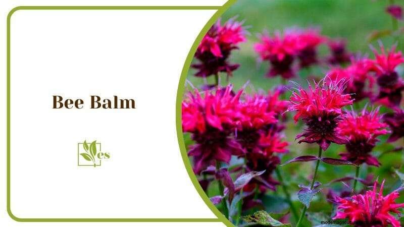 23 Plants That Thrive in Wet Soil: Expert Guide to Water‑Soaking Landscaping