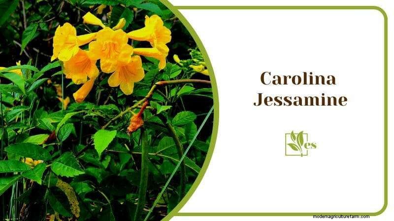 23 Plants That Thrive in Wet Soil: Expert Guide to Water‑Soaking Landscaping