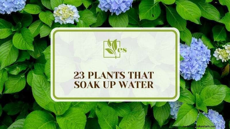 23 Plants That Thrive in Wet Soil: Expert Guide to Water‑Soaking Landscaping