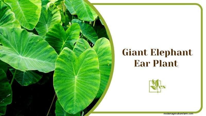 23 Plants That Thrive in Wet Soil: Expert Guide to Water‑Soaking Landscaping