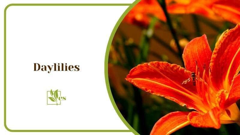 23 Plants That Thrive in Wet Soil: Expert Guide to Water‑Soaking Landscaping