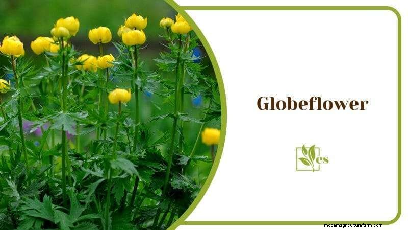 23 Plants That Thrive in Wet Soil: Expert Guide to Water‑Soaking Landscaping