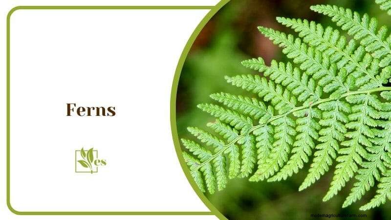 23 Plants That Thrive in Wet Soil: Expert Guide to Water‑Soaking Landscaping