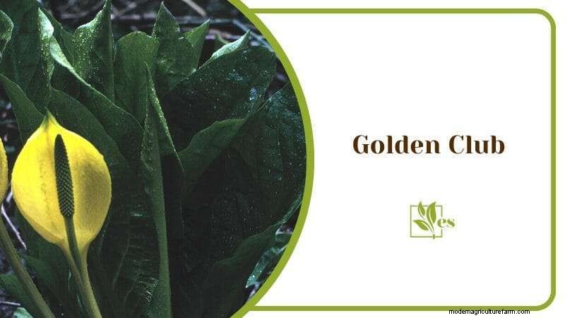 23 Plants That Thrive in Wet Soil: Expert Guide to Water‑Soaking Landscaping