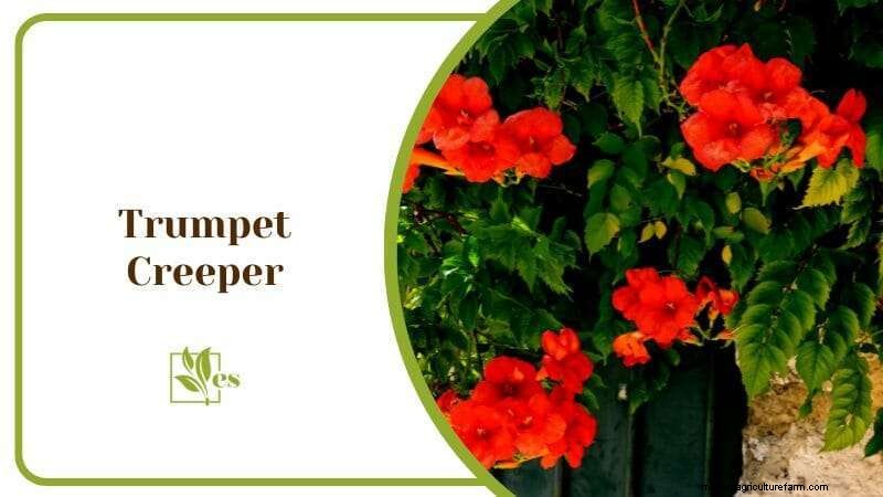 23 Plants That Thrive in Wet Soil: Expert Guide to Water‑Soaking Landscaping