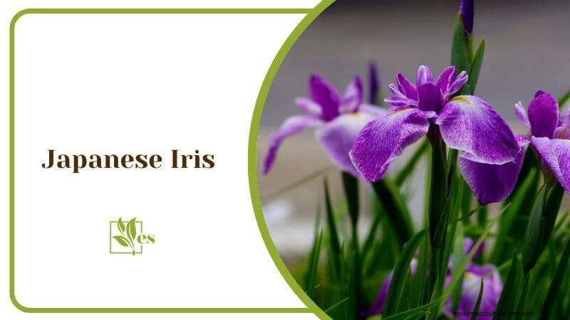 23 Plants That Thrive in Wet Soil: Expert Guide to Water‑Soaking Landscaping