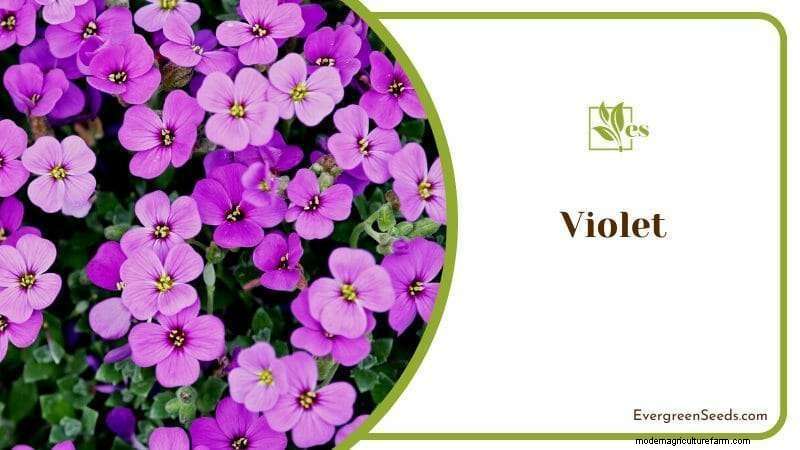 23 Plants That Thrive in Wet Soil: Expert Guide to Water‑Soaking Landscaping