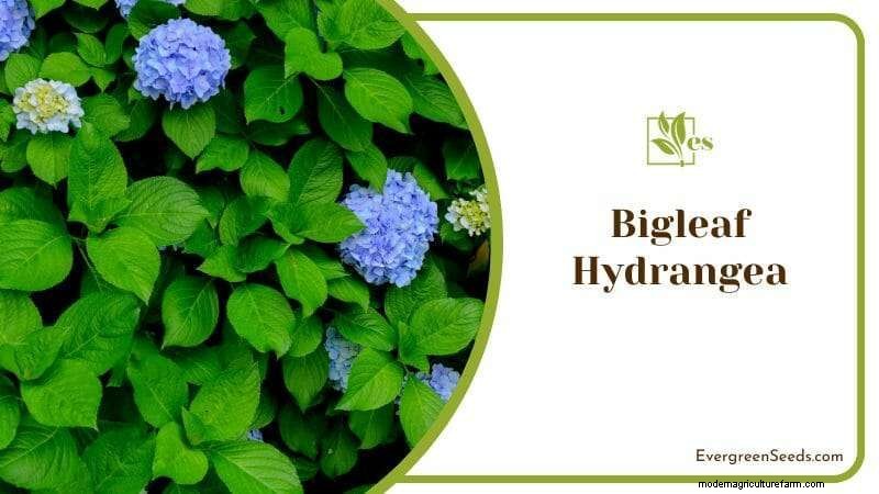 23 Plants That Thrive in Wet Soil: Expert Guide to Water‑Soaking Landscaping