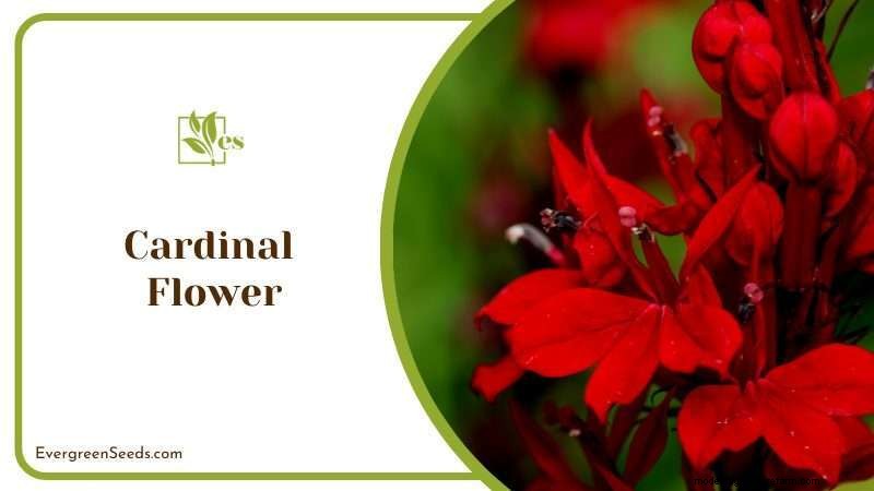 23 Plants That Thrive in Wet Soil: Expert Guide to Water‑Soaking Landscaping