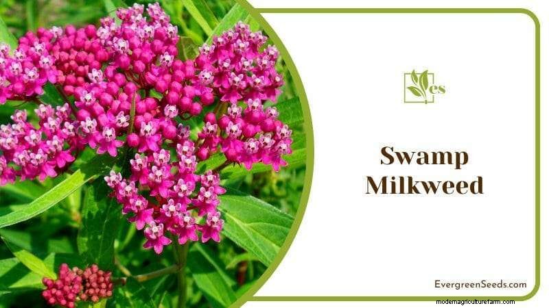 23 Plants That Thrive in Wet Soil: Expert Guide to Water‑Soaking Landscaping