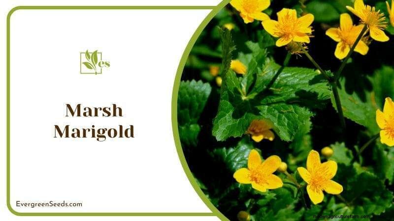 23 Plants That Thrive in Wet Soil: Expert Guide to Water‑Soaking Landscaping